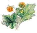 cloudberries