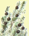 crowberry