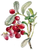 lingonberry