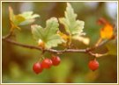 alpine currant