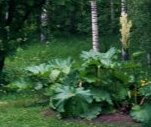 Rhubarb flowers 2000