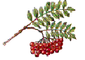 rowanberry