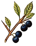 sloe