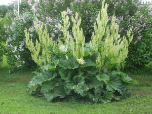 Lena Lundmark photo of Rhubarb flowers