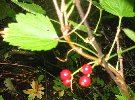 downy currant